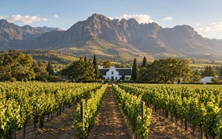 Cape Winelands vineyards and mountains
